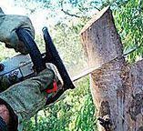 How Our Tree Care Process Works  in  West Concord, MA